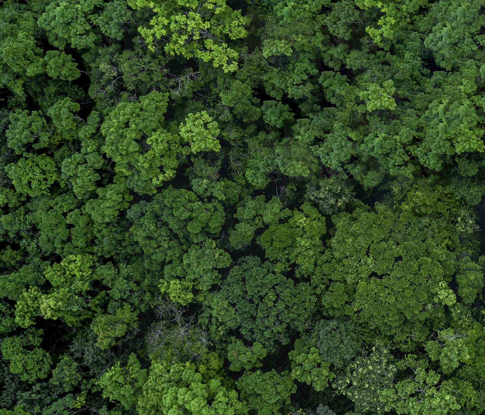 Une forêt vue d’en haut, la durabilité est au cœur de notre action.