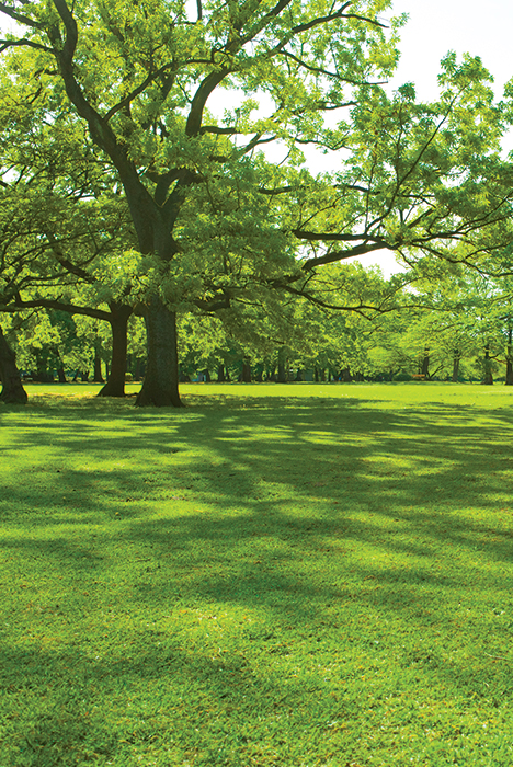 Une prairie en été avec de grands arbres